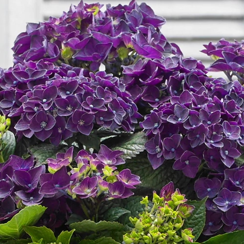 Hydrangea macr. Music Collection Deep Purple Dance