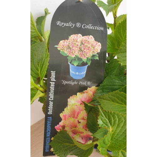 Hortenzia Macrophylla 'Spotlight Pink'