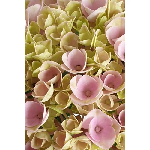 Kerti hortenziafa  (Hydrangea macrophylla)