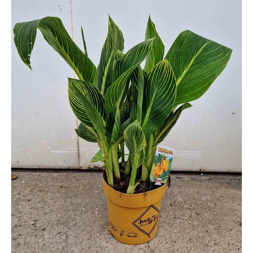 canna_tropicana_gold_