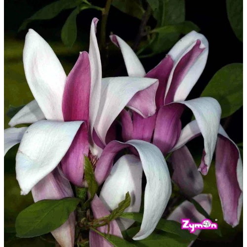 Magnolia Royal Crown
