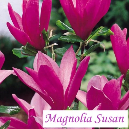 Magnolia Susan, liliomfa