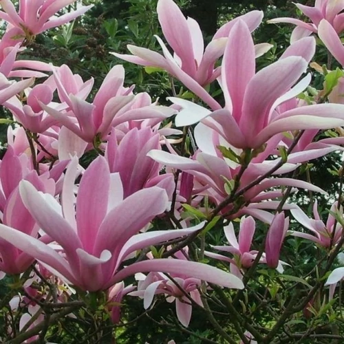Magnolia George Henry kern