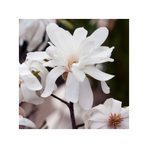 Magnolia x loebneri 'Merrill' - Fehér virágú liliomfa
