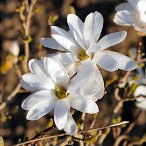 A ’Merrill’ liliomfa 