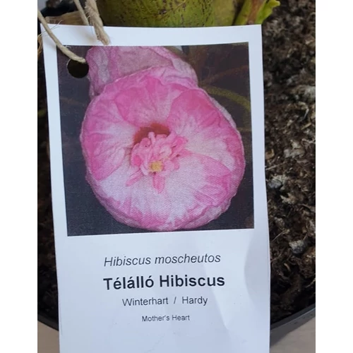 Hibiscus moscheutos ‘Mother’s heart’ – mocsári hibiszkusz