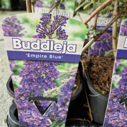 buddleja