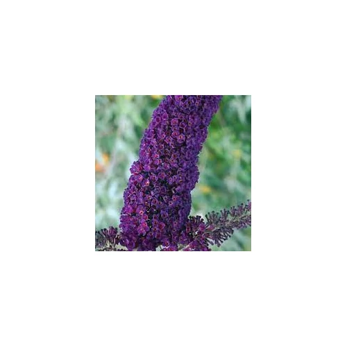 Buddleia davidii 'Black Knight' – Sötétlila virágú nyáriorgona