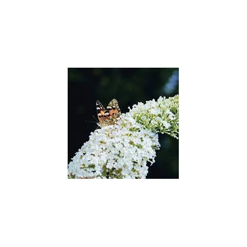 Buddleia davidii 'White Profusion' - Fehér nyáriorgona