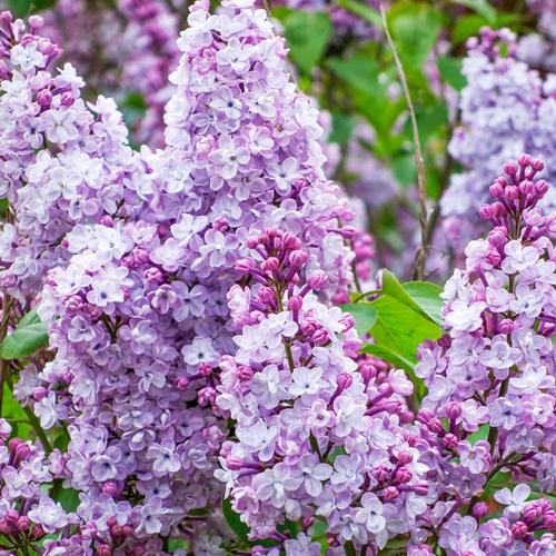 Syringa vulgaris 'Katherina Havemeyer' – Liláskék, illatos orgona