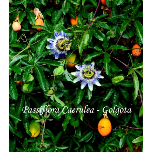 Passiflora Caerulea - Golgota