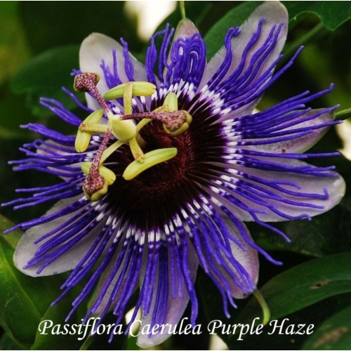 Passiflora Caerulea Purple Haze-Golgota