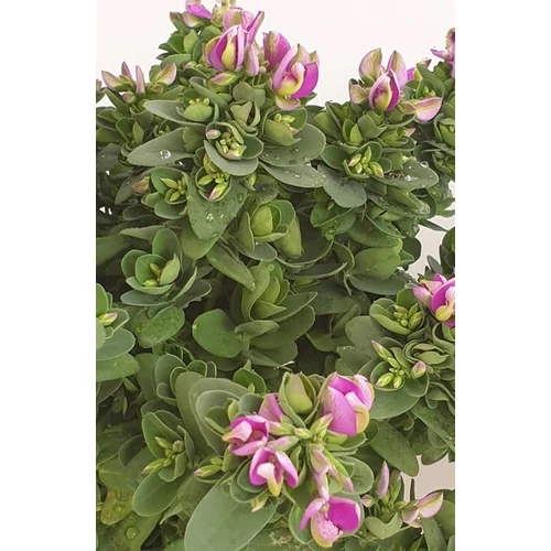 Polygala Myrtifolia - Mirtuszlevelű pacsirtafű