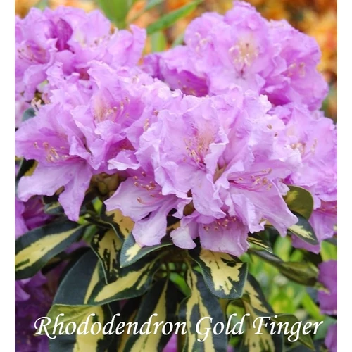 Rhododendron Gold Finger