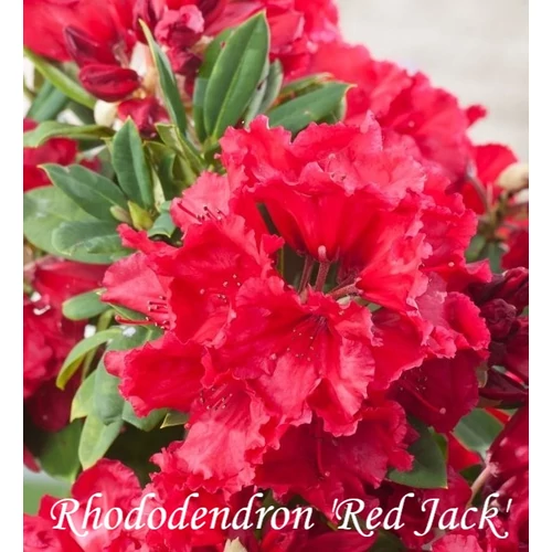Rhododendron 'Red Jack'