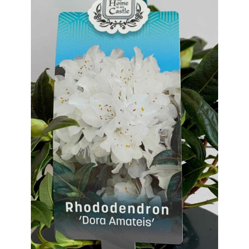 rhododendron_dora_amateis