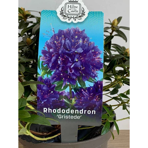 Rhododendron Gristede