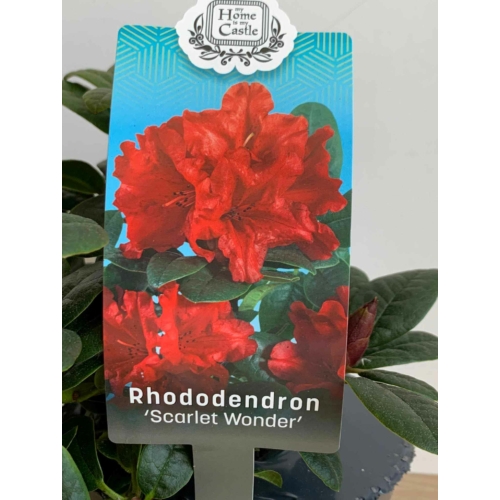 rhododendron_scarlet_wonder