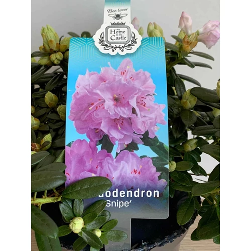 Rhododendron Snipe