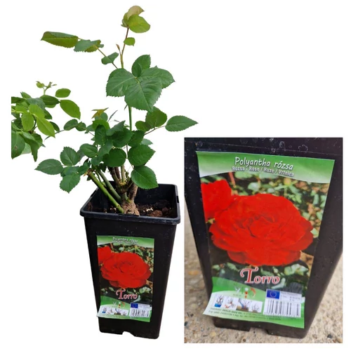 Polyantha rózsa - Torro