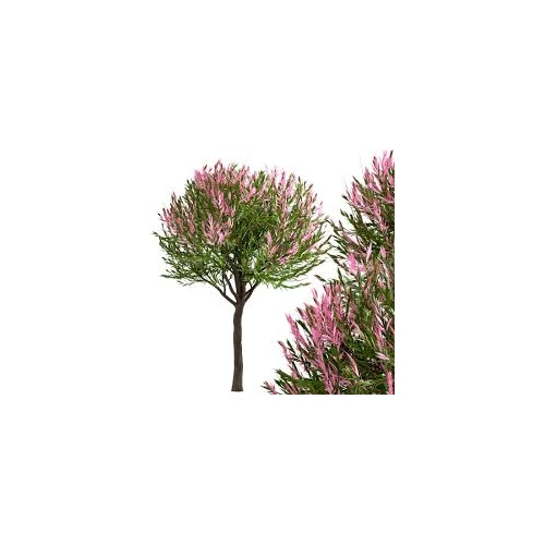 salixfa_