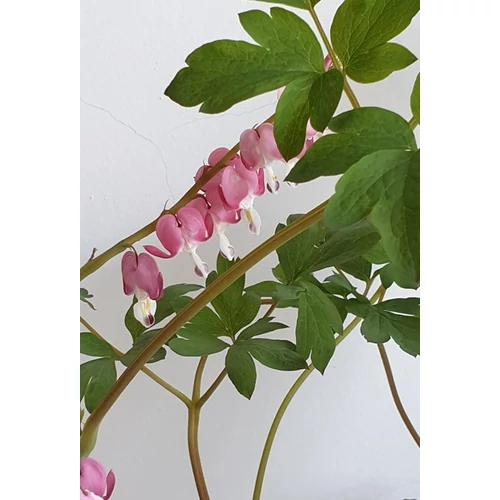 Rózsaszín Szívvirág (Dicentra) 