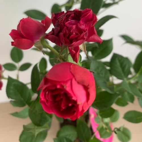 Törzses mini rózsa piros színben