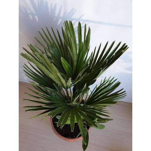 Chamaerops humilis / Törpe lószőrpálma törpe pálma