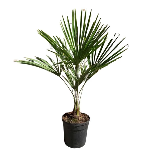 Trachycarpus fortunei - Kínai kenderpálma