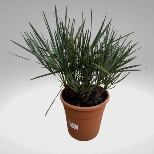 chamareops_humilis_kek_palma_