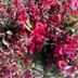Bougainvillea Ruby 49